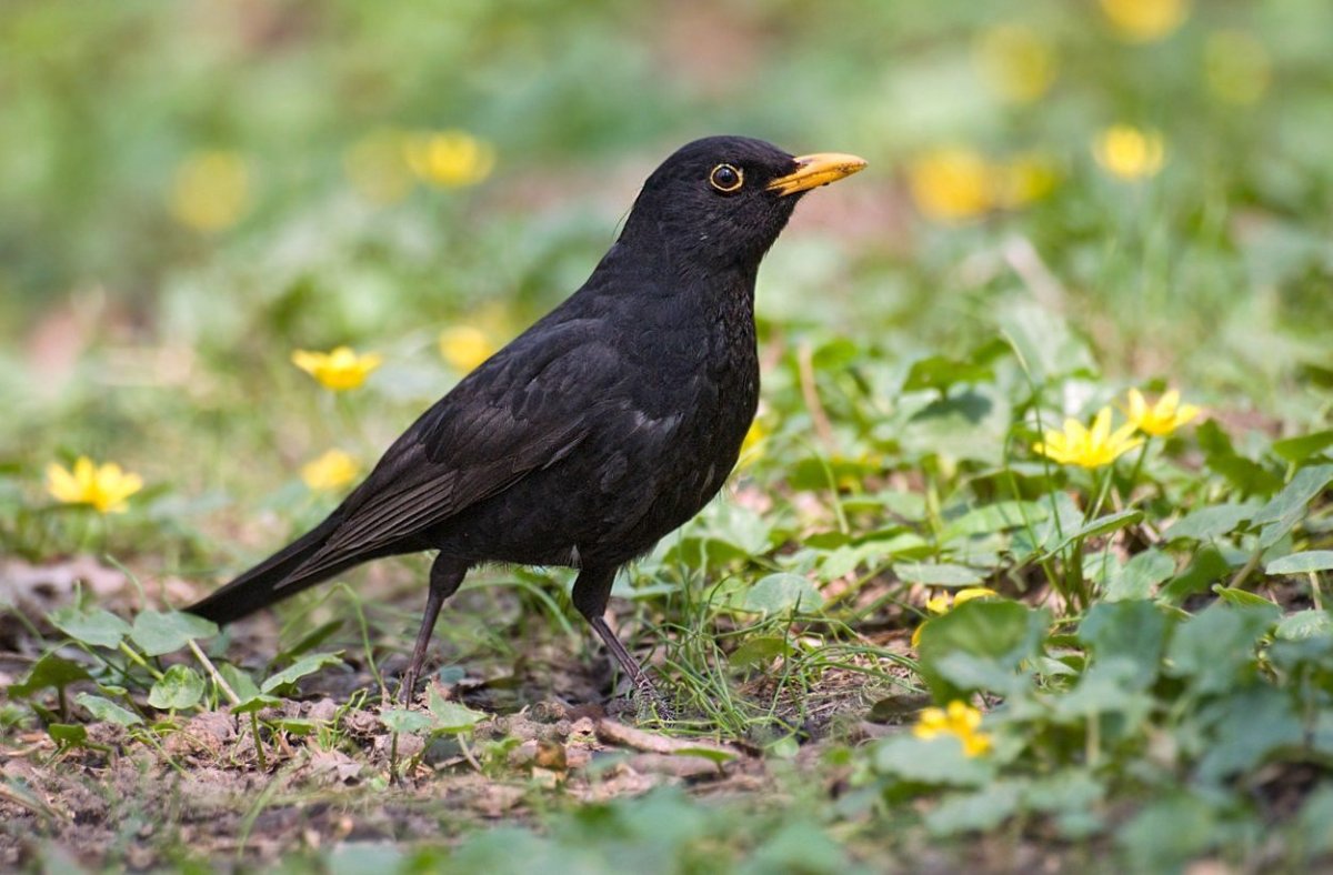 Евразийский Дрозд