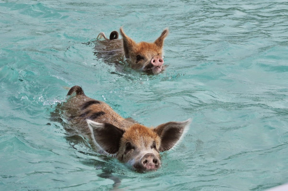 Животные в Карибском бассейне