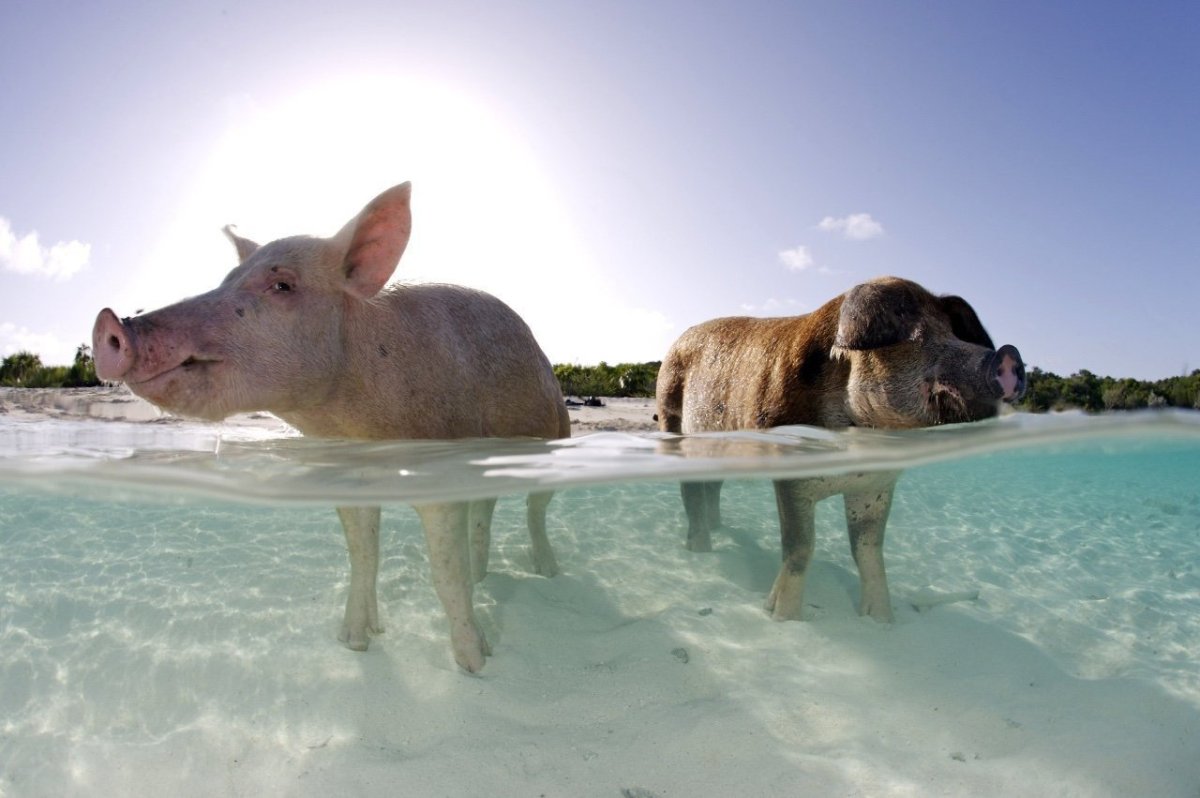 Биг Мэйджор Кэй, Багамы