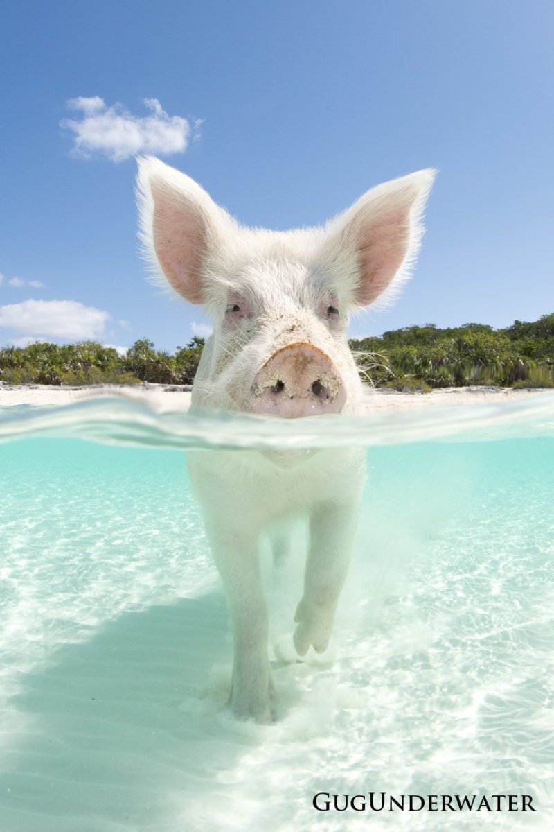 Водоплавающие свиньи Багамы