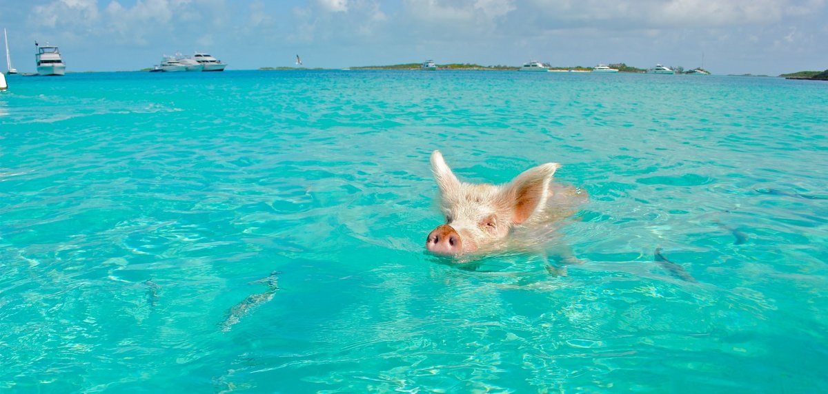 Водоплавающие свиньи Багамы