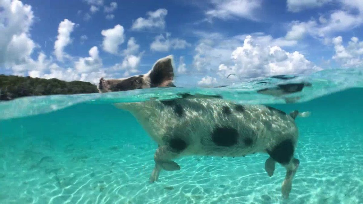 Большая Эксума фестиваль Fyre