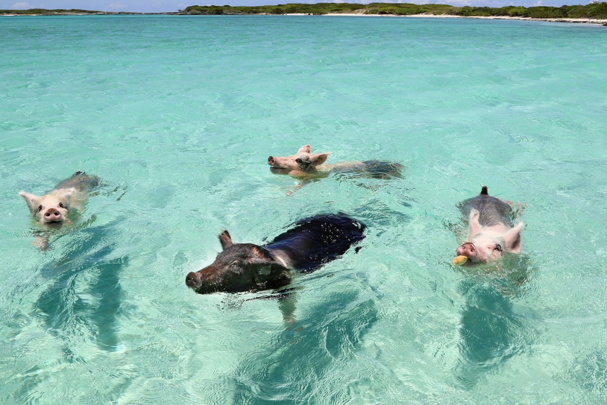 Свинки на Мальдивах
