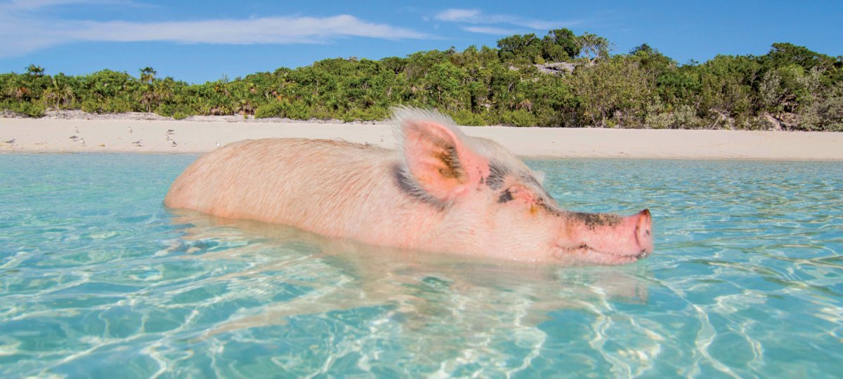 Пиг-Бич остров свиней в Карибском море