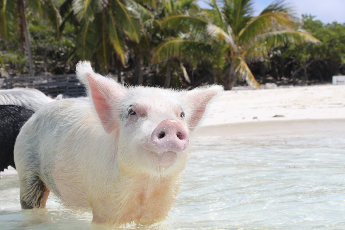 Багамские острова свинки