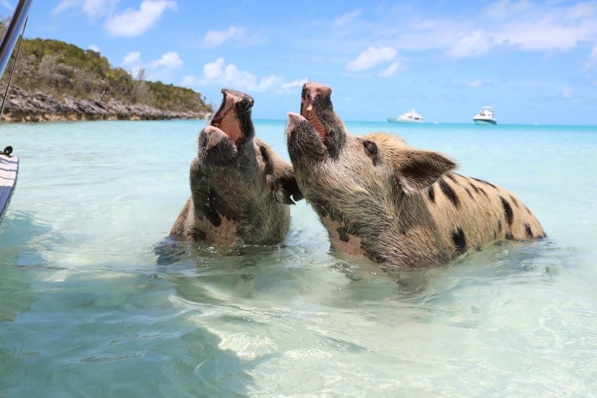 Большая Эксума фестиваль