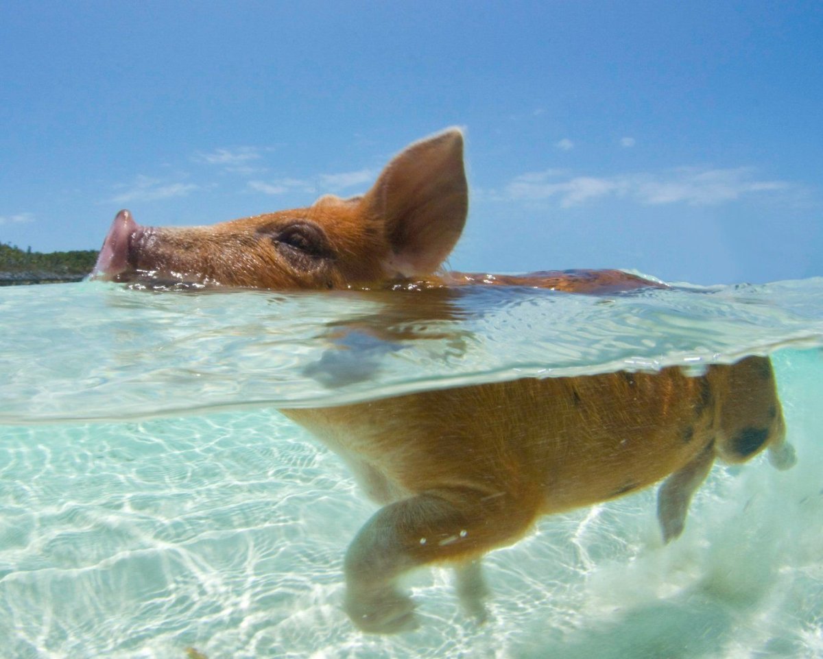 Свинья возле воды