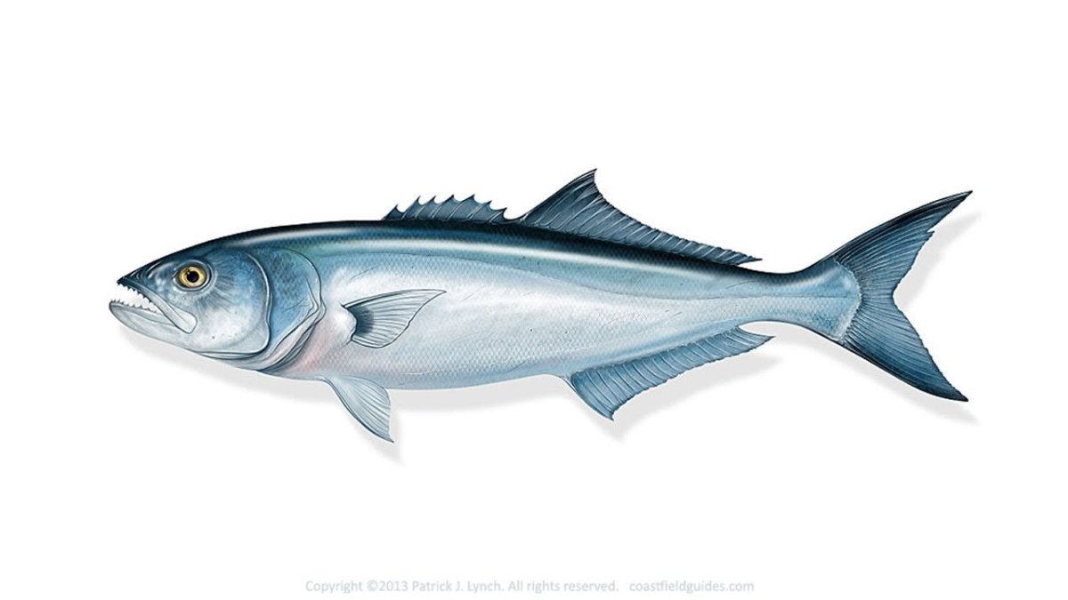 Луфарь рыба белый фон