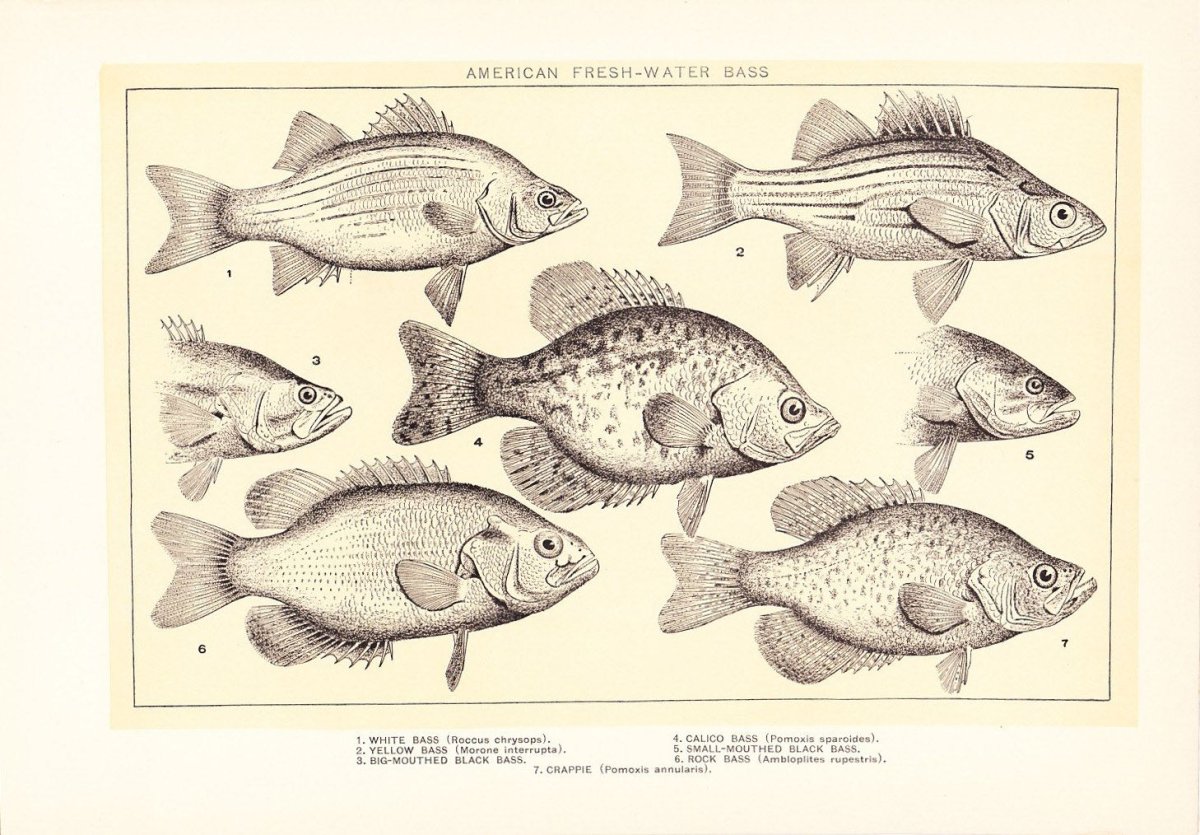 Линогравюра рыба