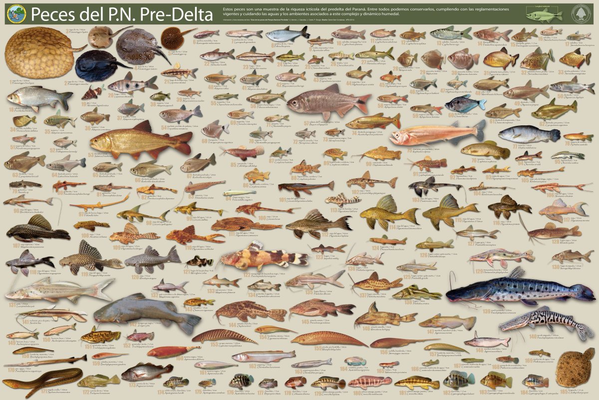 Морские рыбы плакат