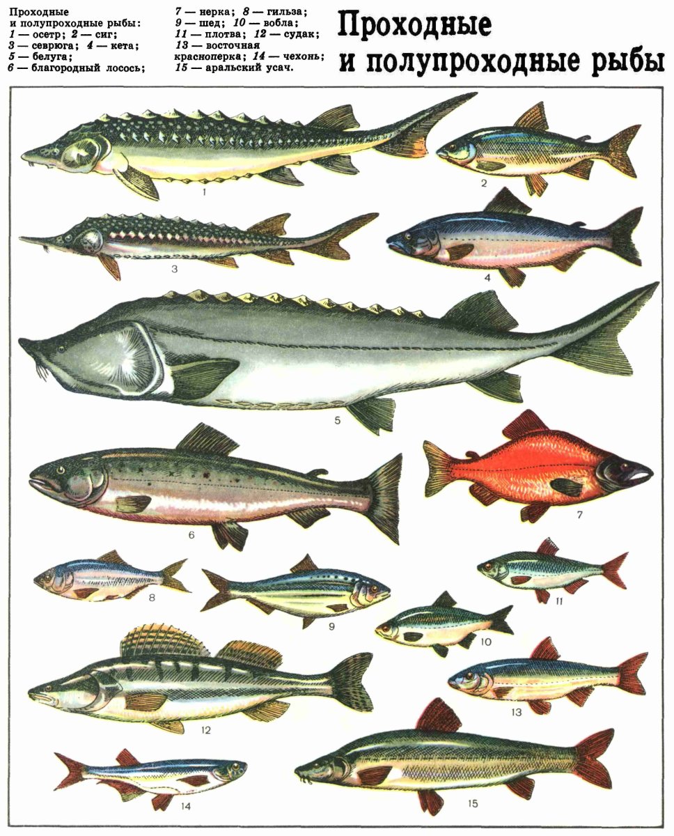 Рыбы семейства тресковых названия