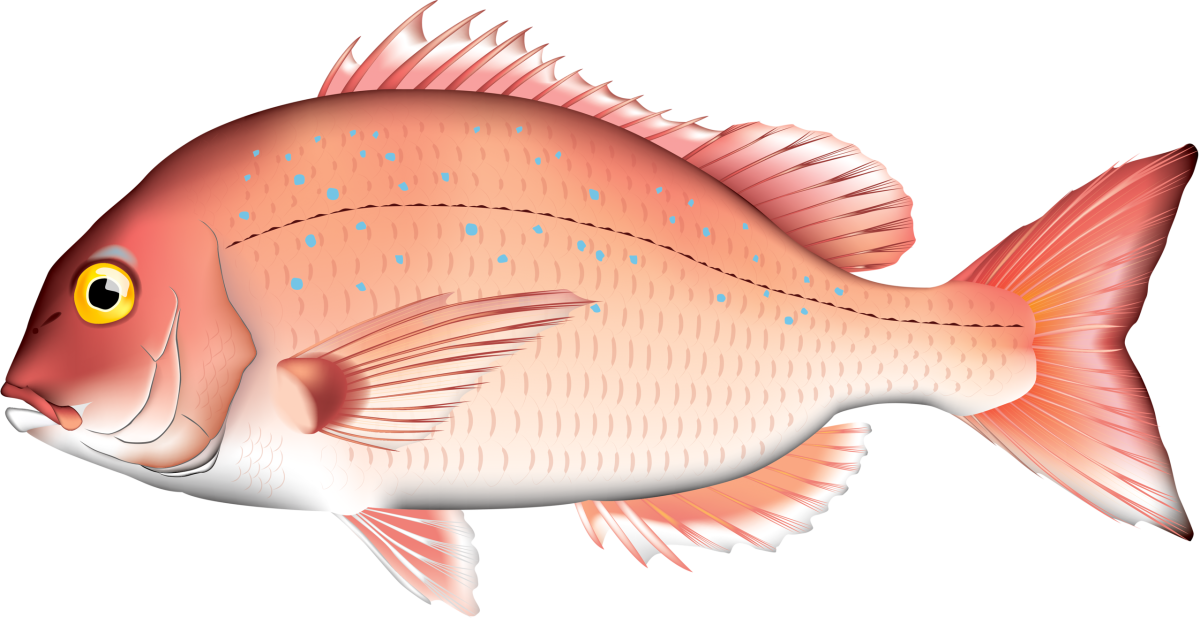Bream Fish Clipart