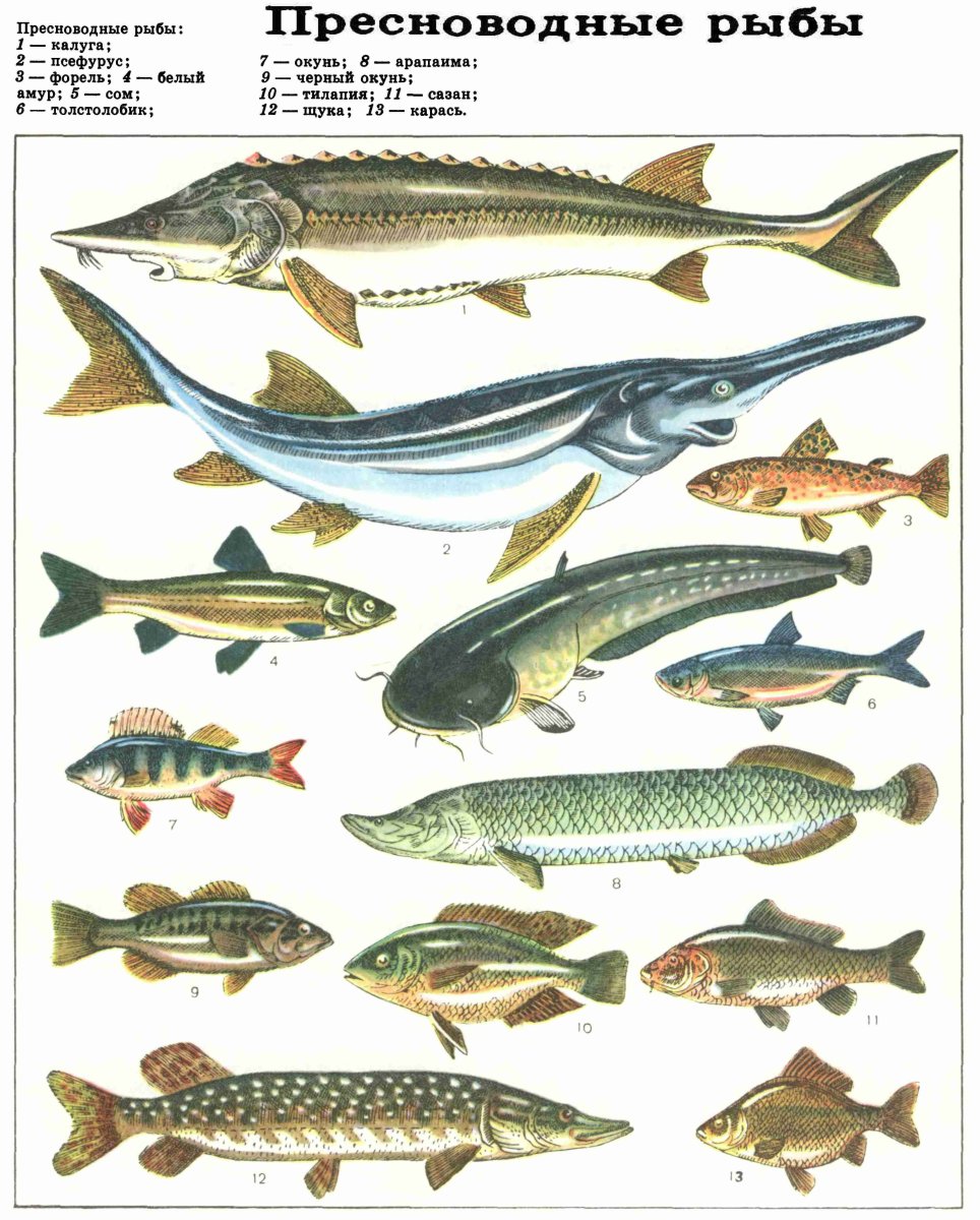 Пресноводные рыбы