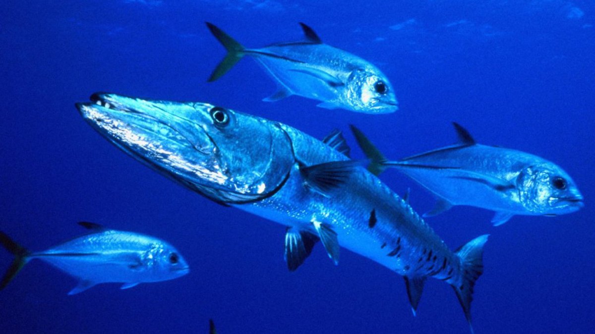 Морская Промысловая рыба