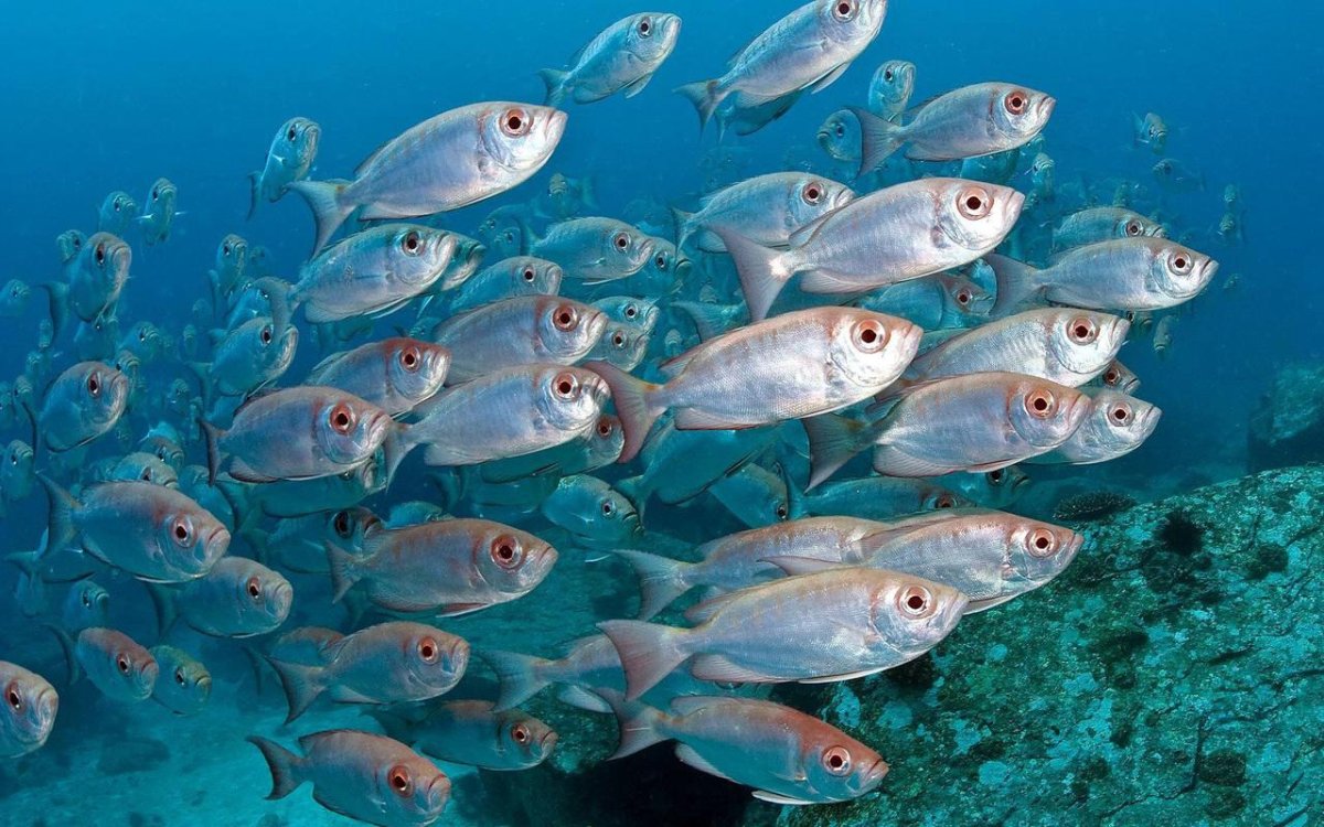 Стая рыб