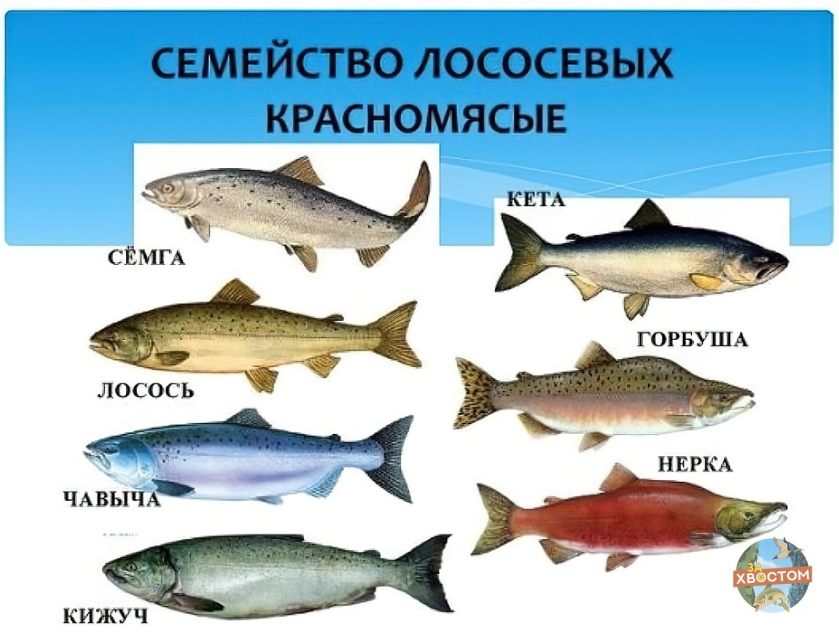 Рыбы семейства лососевых названия