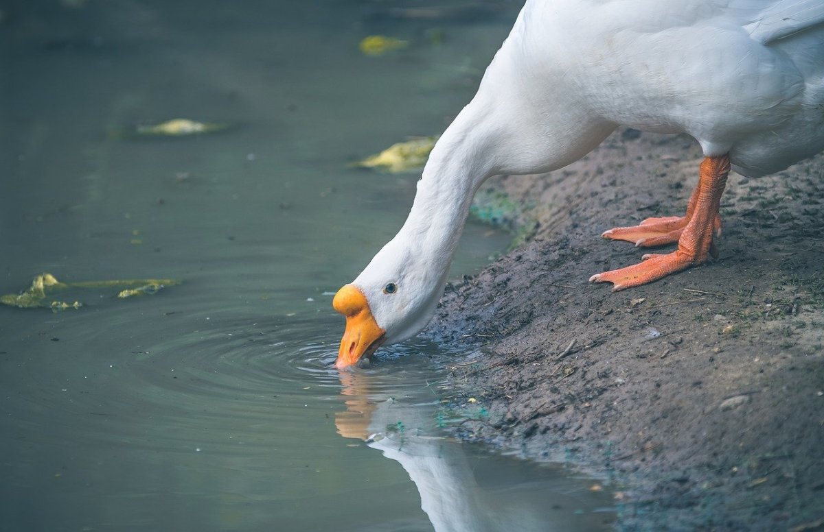 Утка на утке