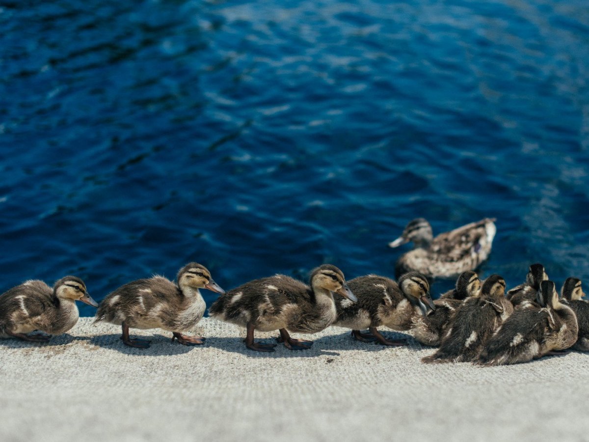 Лапки утенка