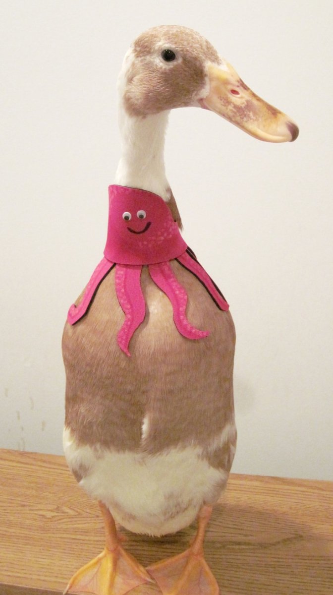 Утка в костюме