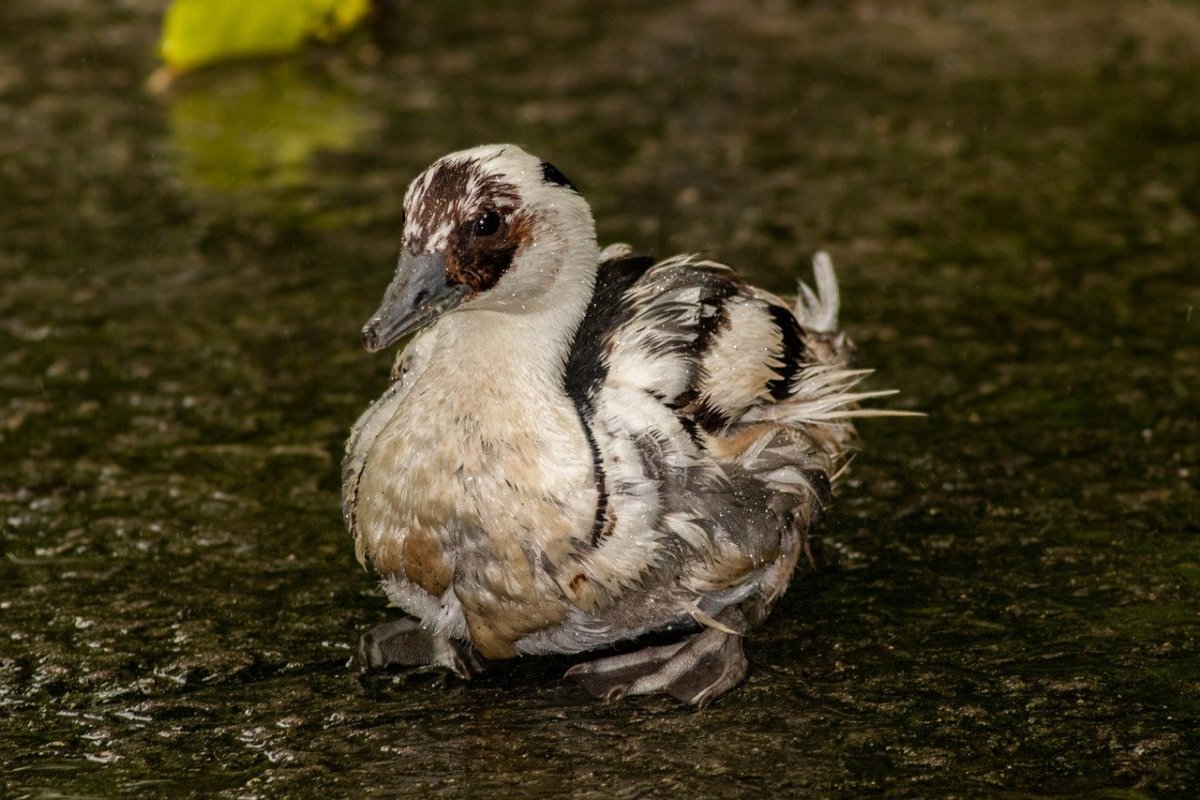 Уточка лапа