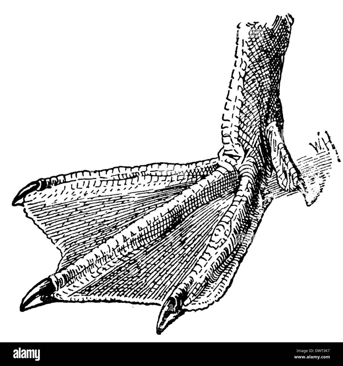 Лапы водоплавающих птиц