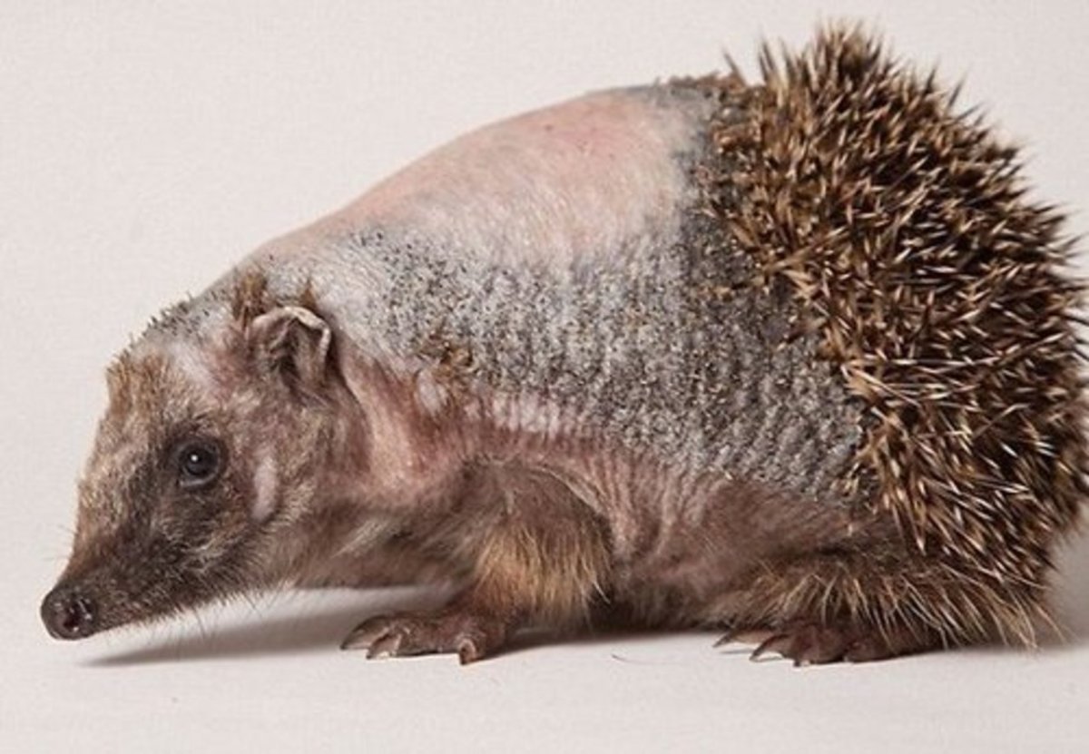 Лысый ёж без иголок