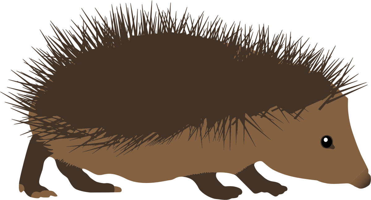 Ежик на белом фоне мультяшный