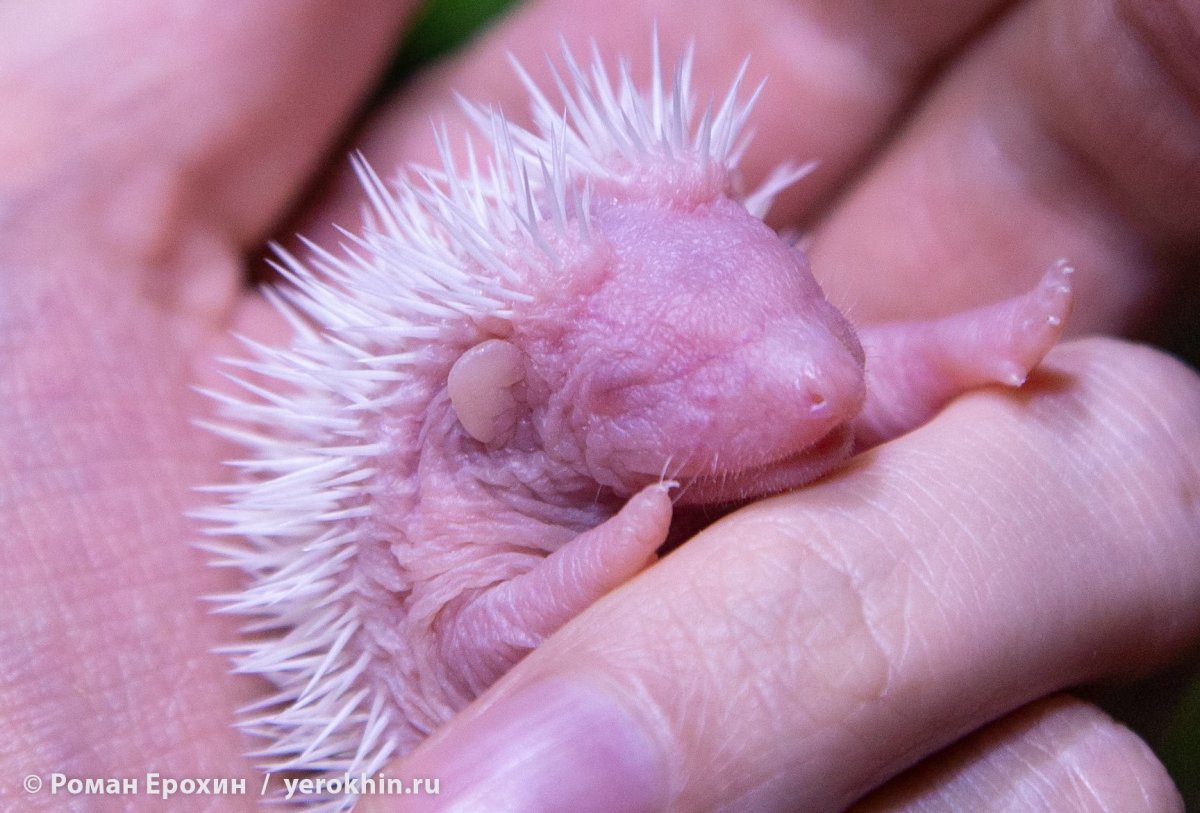 Профиль ежа мультяшного