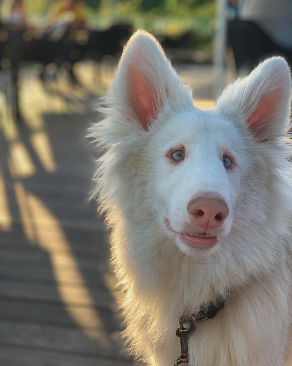 Немецкая овчарка альбинос