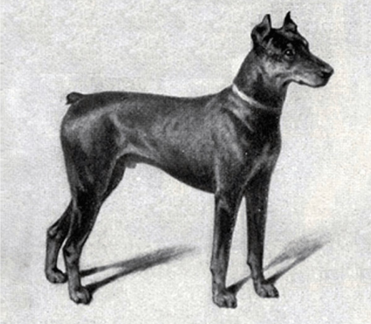 Отличие американского добермана от европейского