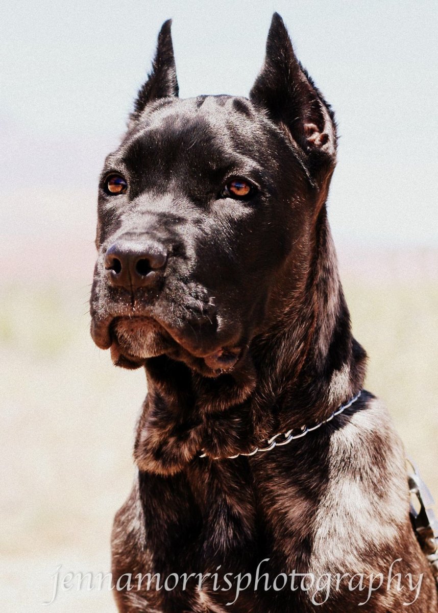 Родкин порода