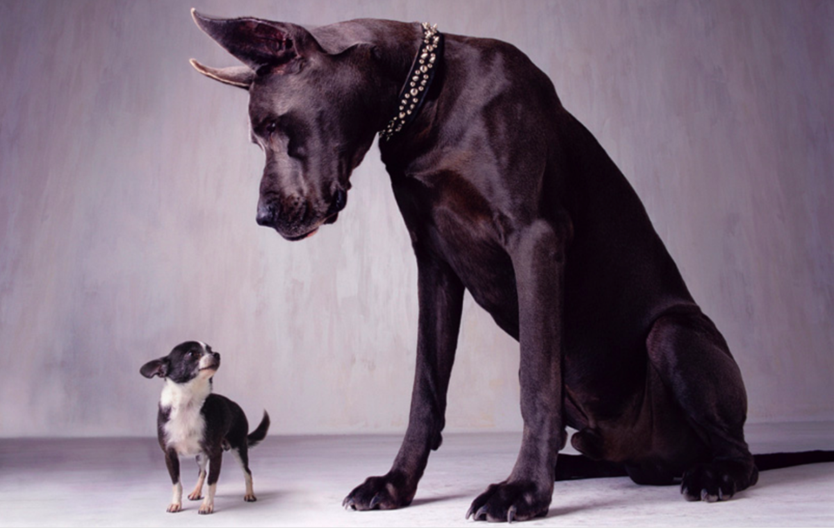 Милые щенки сохры