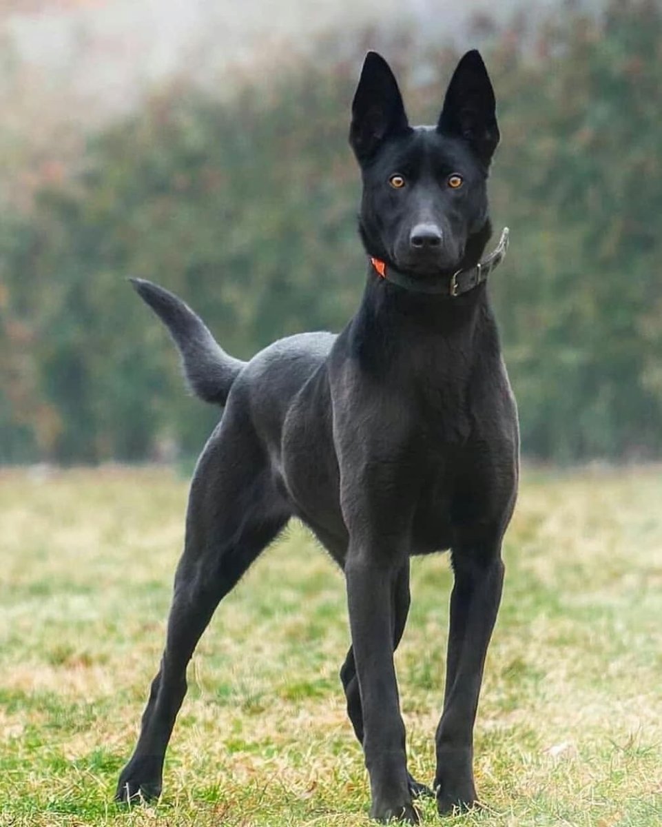 Голландская овчарка малинуа