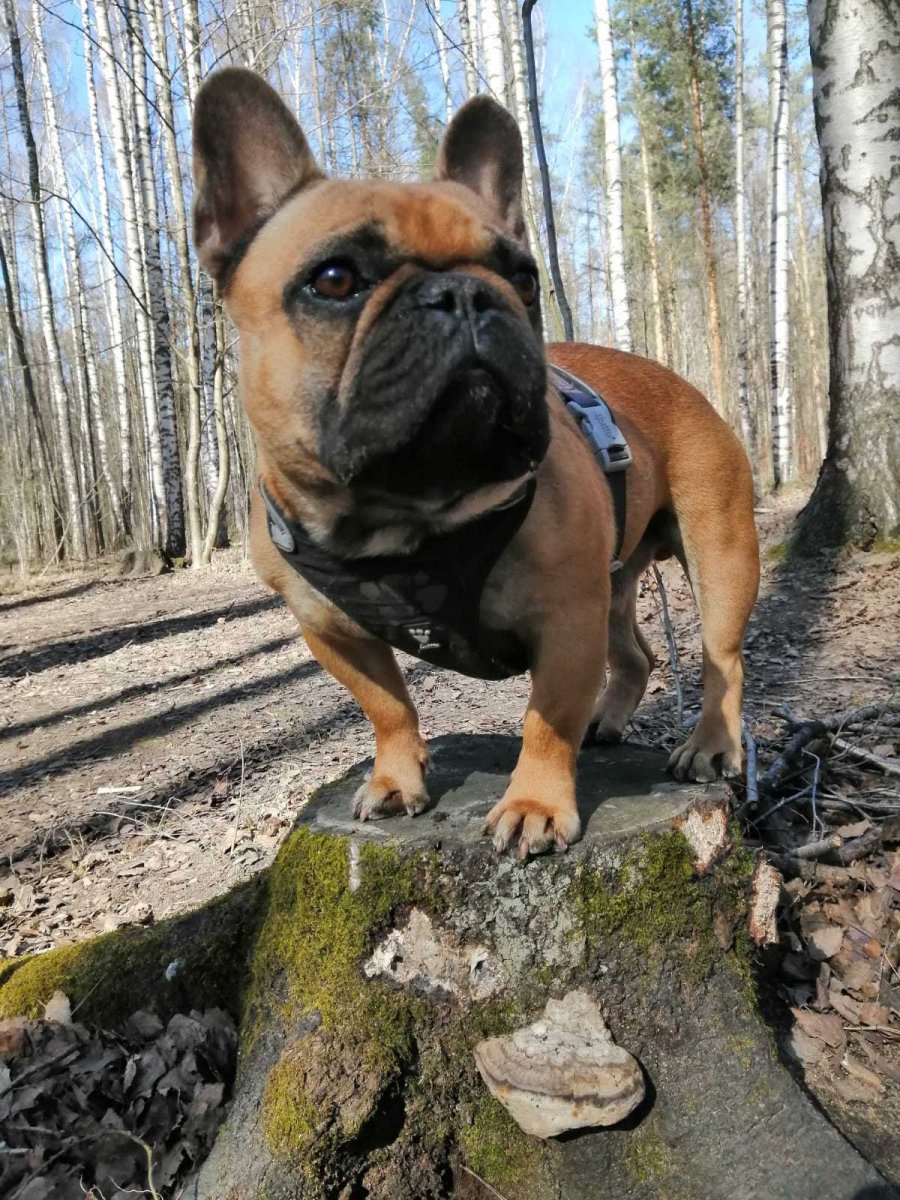 Собака Родкин