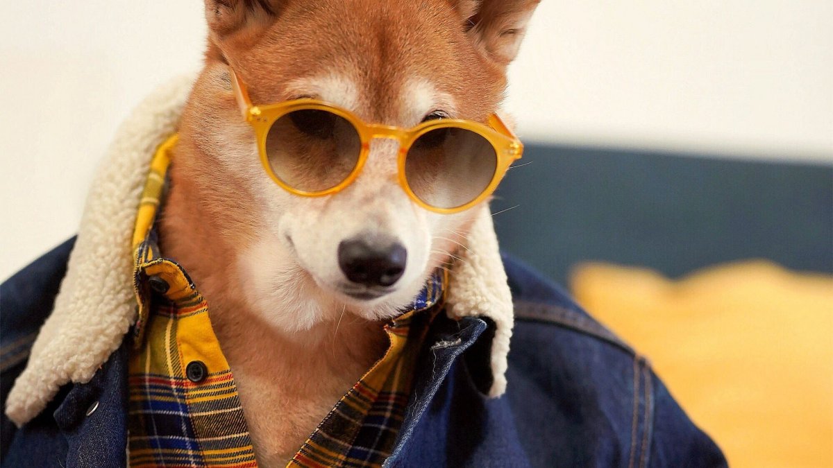 Стильная собака