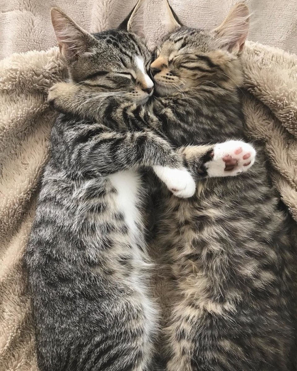 Кошки в обнимку