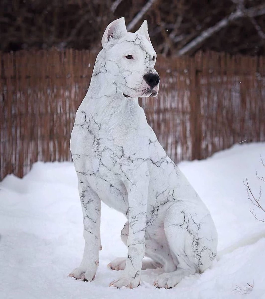 Собака из инстаграмма