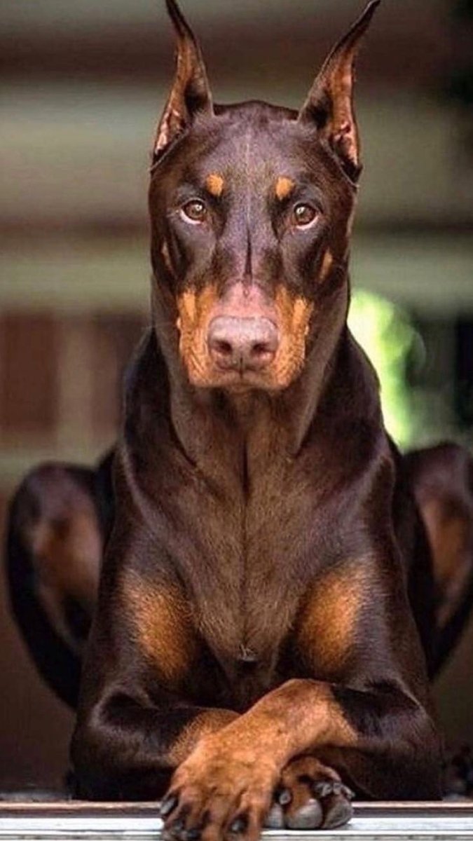 Порода Доберман-пинчер