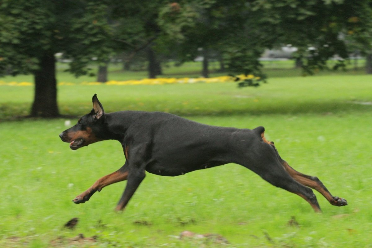 Бежащий Доберман