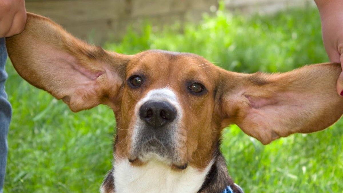 Мимика собак