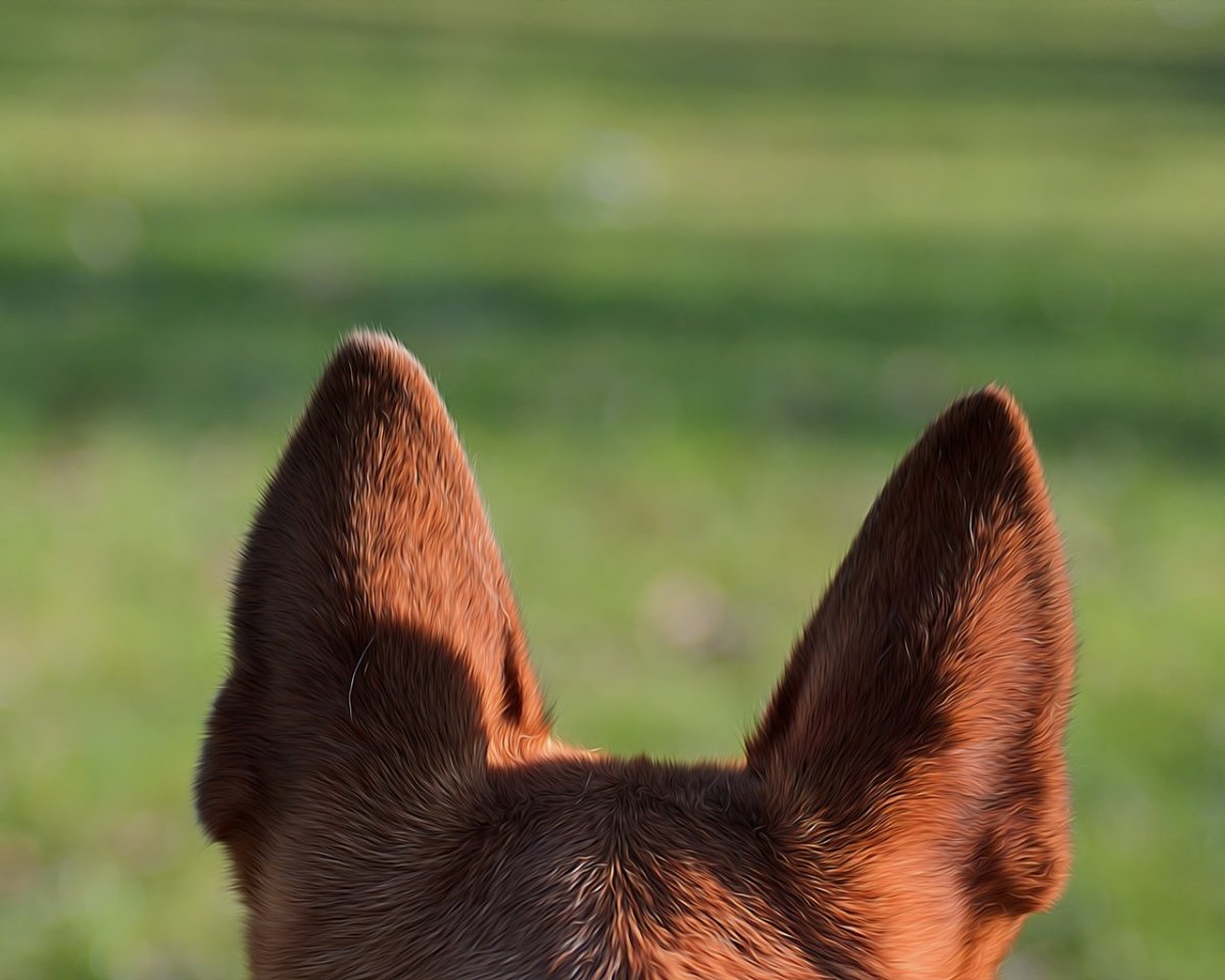 Струпья на кончиках ушей