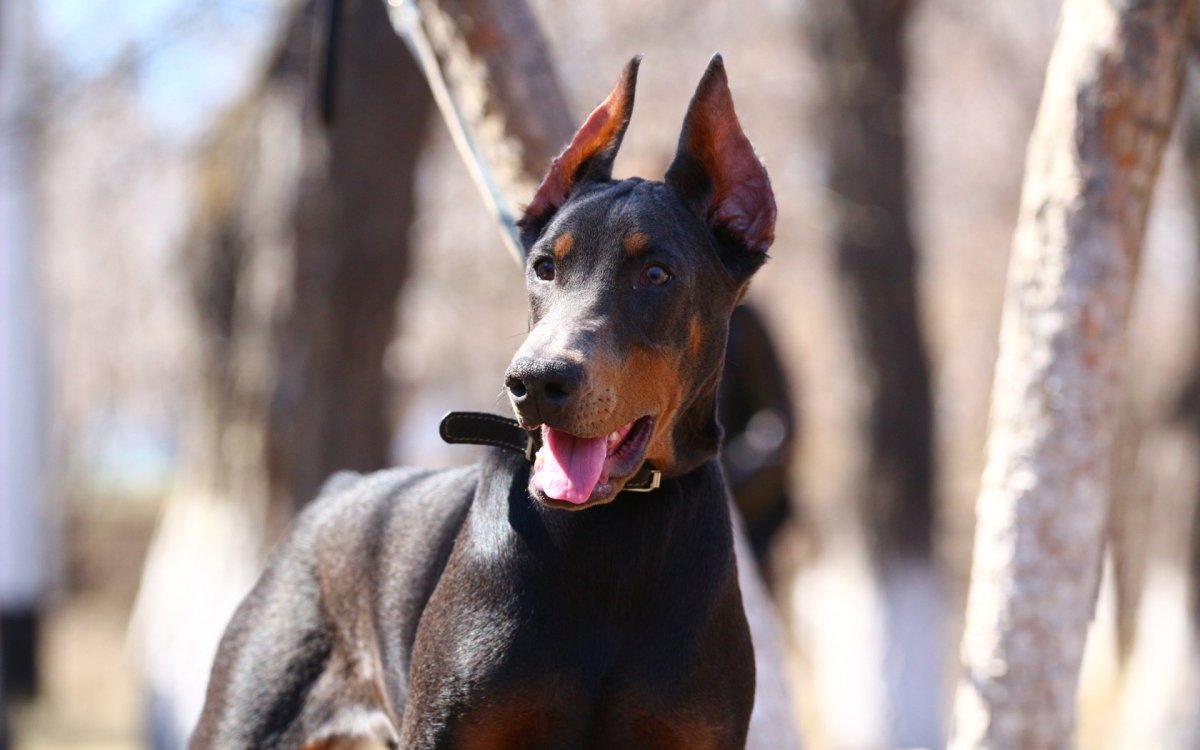 Отодектоз отит у собак