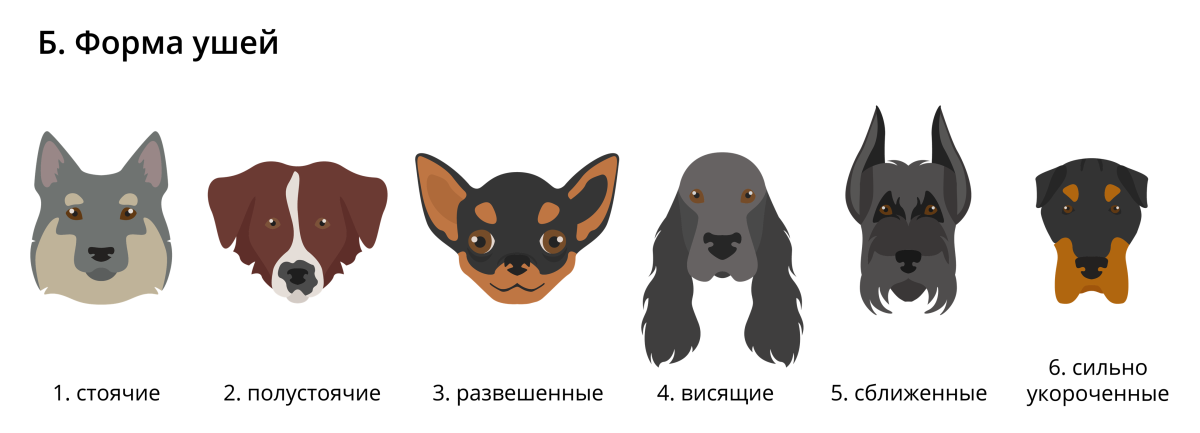 Доберман кобель некупированный