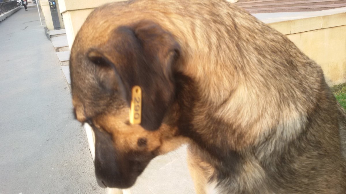 Собака со стоячими ушами