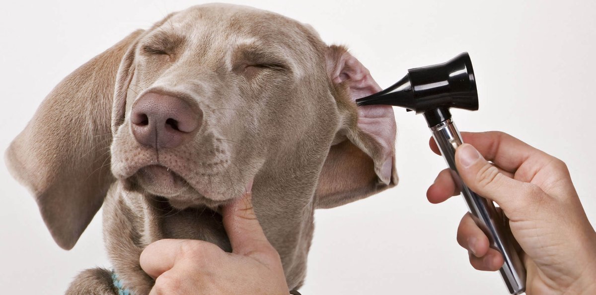 Исследование слуха у животных