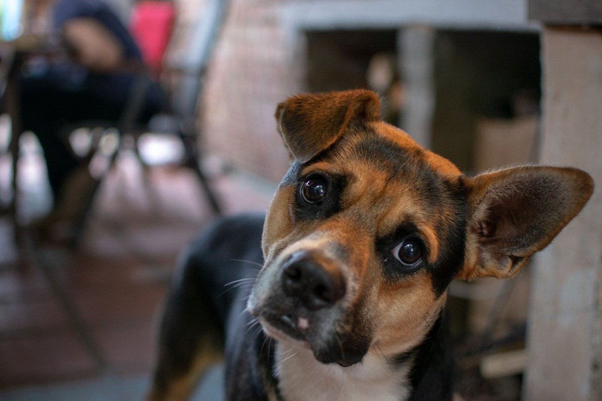 Осмотр ветеринара