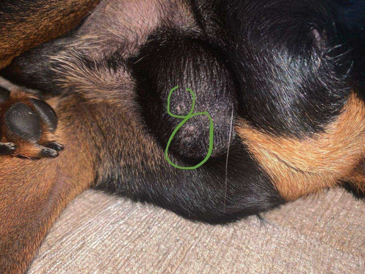 Собаки с загнутыми ушами