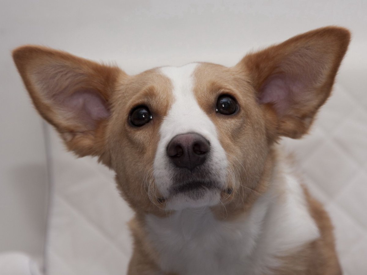 Стандарт породы стаффордширский терьер щенок