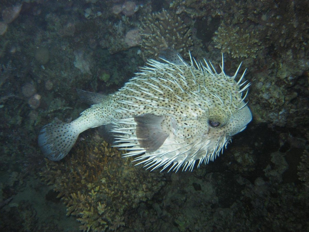 Ядовитая рыба фугу