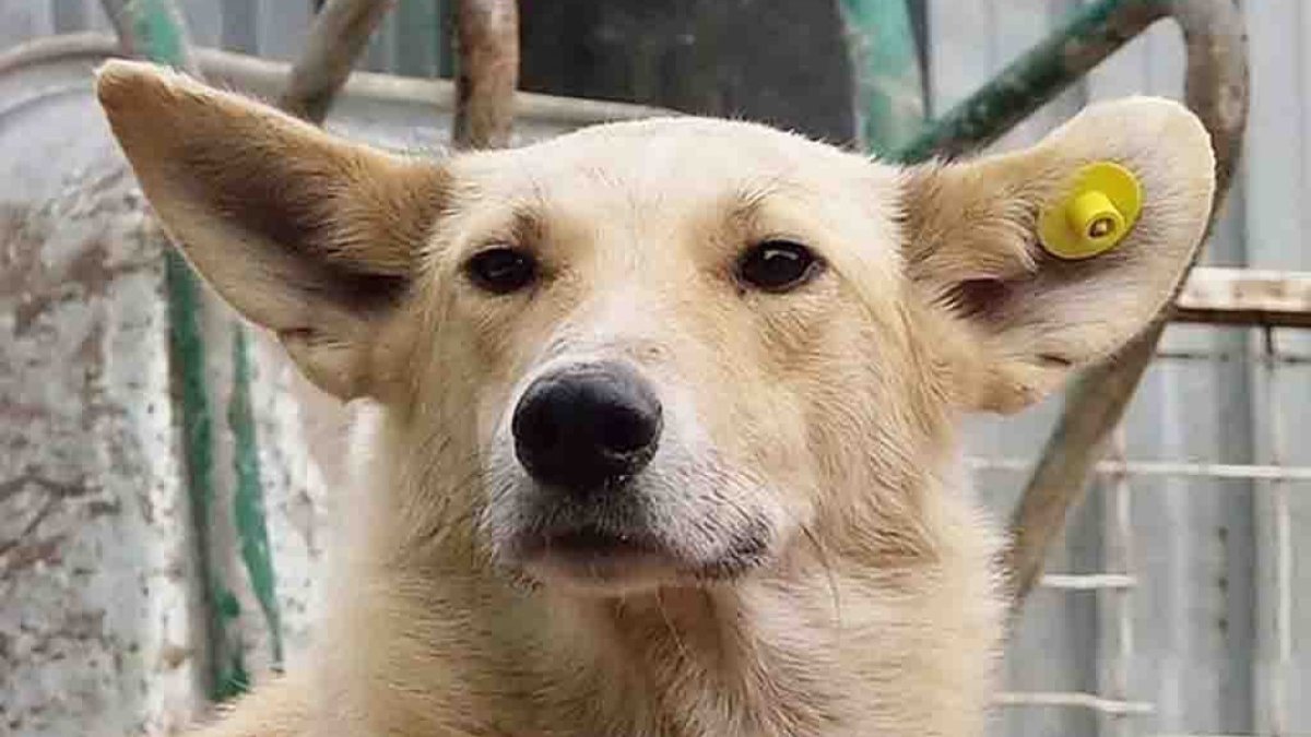 Ушастая собака